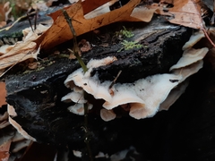 Merulius tremellosus