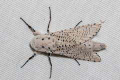 Polyphagozerra coffeae