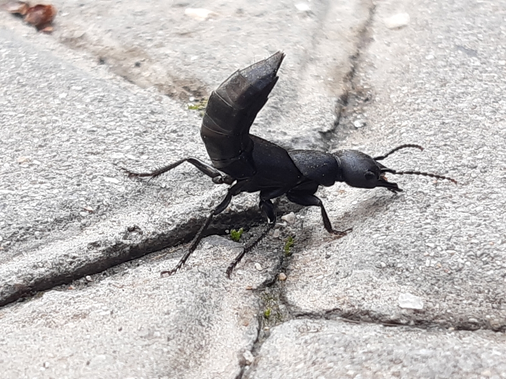 Devil's coach horse beetle (Ocypus olens)