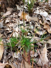 Stylidium diuroides