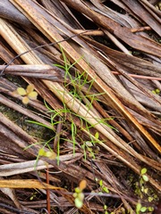 Anisotome filifolia