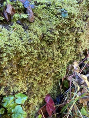 Ctenidium molluscum