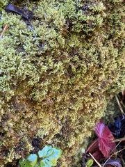 Ctenidium molluscum