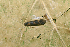Mystacides longicornis