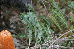 Banksia gardneri