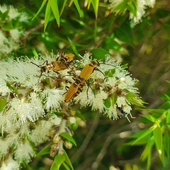 Chauliognathus flavipennis