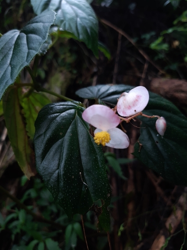 Begonia merrittii, 2022-11-13