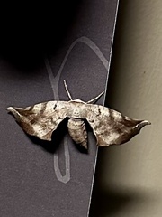 Parepisparis excusata