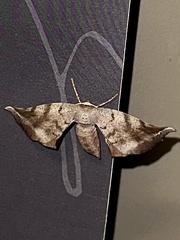 Parepisparis excusata