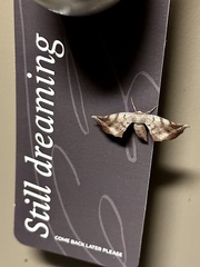 Parepisparis excusata