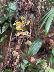 Plocoglottis plicata