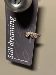 Parepisparis excusata