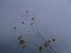 Hesperolinon micranthum