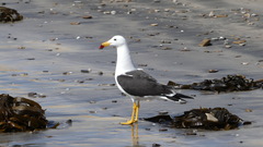 Larus belcheri