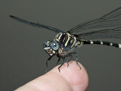 Phyllogomphoides nayaritensis