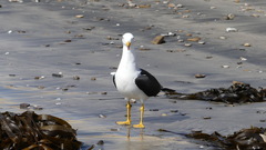 Larus belcheri