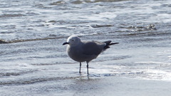 Leucophaeus modestus