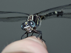 Phyllogomphoides nayaritensis