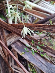 Clematis forsteri