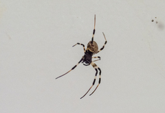 Nephilengys malabarensis