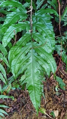 Tectaria phaeocaulis