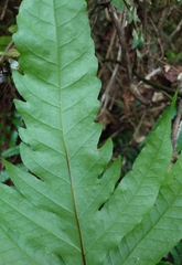 Tectaria phaeocaulis