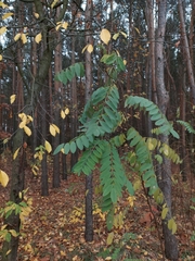 Robinia pseudoacacia