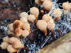 Hemitrichia