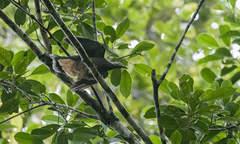 Phapitreron amethystinus