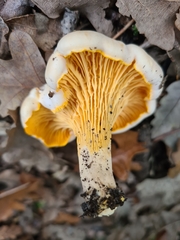 Cantharellus pallens