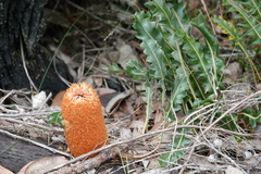 Banksia gardneri