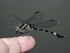 Phyllogomphoides nayaritensis