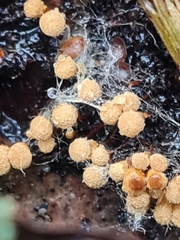 Hemitrichia