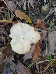 Cantharellus pallens