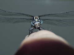 Phyllogomphoides nayaritensis