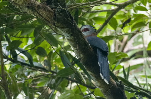 Scale-feathered Malkoha (Dasylophus cumingi), photo 5