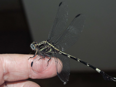 Phyllogomphoides nayaritensis