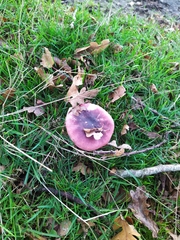 Fungi