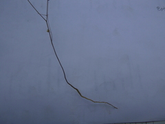 Hesperolinon micranthum