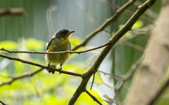 Dicaeum trigonostigma