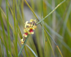 Sphaerolobium medium