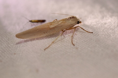 Calamidia hirta