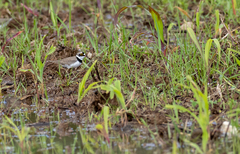 Charadrius dubius