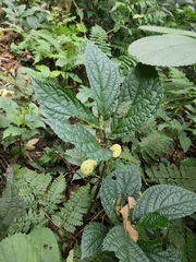 Elatostema
