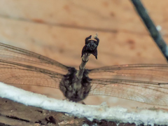 Phyllogomphoides nayaritensis