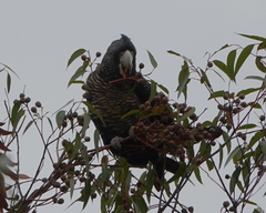 Calyptorhynchus banksii