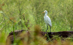 Bubulcus ibis