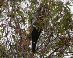 Calyptorhynchus banksii