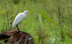 Bubulcus ibis