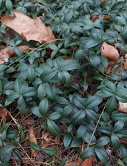 Vinca minor